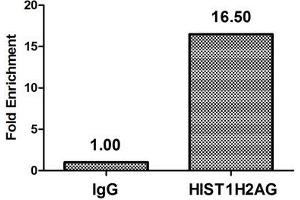 Chromatin Immunoprecipitation Hela (4*10 6 ) were treated with Micrococcal Nuclease, sonicated, and immunoprecipitated with 5 μg anti-HIST1H2AG (ABIN7139273) or a control normal rabbit IgG. (HIST1H2AG anticorps  (2meArg29))