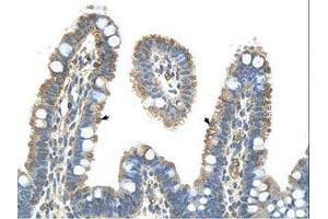 Image no. 1 for anti-Pannexin 1 (PANX1) (AA 231-280) antibody (ABIN6736329)