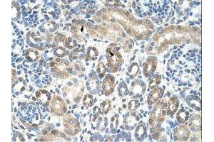 Image no. 1 for anti-Caveolin 1, Caveolae Protein, 22kDa (CAV1) (N-Term) antibody (ABIN203355)