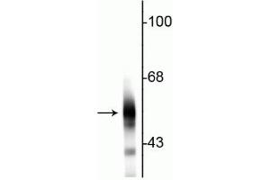 Western blot of rat cortical lysate showing specific immunolabeling of the ~55 kDa beta III tubulin protein. (TUBB3 anticorps)