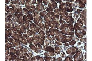 Image no. 7 for anti-Armadillo Repeat Containing 1 (ARMC1) antibody (ABIN1496724) (ARMC1 anticorps)