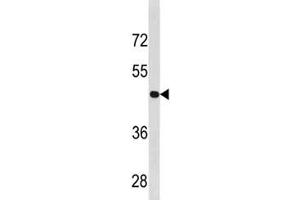 Cyclin B2 antibody western blot analysis in U251 lysate.