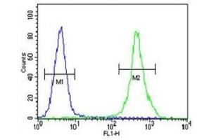 ZEB2 antibody flow cytometric analysis of MDA-MB435 cells (right histogram) compared to a negative control (left histogram).