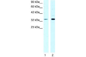 WB Suggested Anti-CSDA Antibody Titration:  1ug/ml  Positive Control:  HepG2 cell lysate (CSDA anticorps  (N-Term))