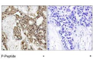Image no. 1 for anti-Mitogen-Activated Protein Kinase 1/3 (MAPK1/3) (pThr187), (pTyr204) antibody (ABIN197000)