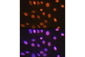Immunofluorescence analysis of NIH-3T3 cells using HMGB2 Rabbit mAb (ABIN7267649) at dilution of 1:100 (40x lens). (HMGB2 anticorps)