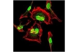 Immunofluorescence (IF) image for anti-Cyclin-Dependent Kinase 2 (CDK2) antibody (ABIN1106645) (CDK2 anticorps)