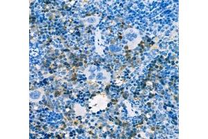 Immunohistochemistry of paraffin embedded mouse spleen using AHSP (ABIN7073016) at dilution of 1:300 (400x lens) (aHSP anticorps)
