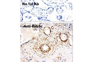 Immunohistochemistry (IHC) image for anti-RAB5C, Member RAS Oncogene Family (Rab5c) (C-Term) antibody (ABIN6254194)