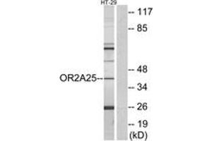 Western Blotting (WB) image for anti-Olfactory Receptor, Family 2, Subfamily A, Member 25 (OR2A25) (AA 241-290) antibody (ABIN2890922) (OR2A25 anticorps  (AA 241-290))
