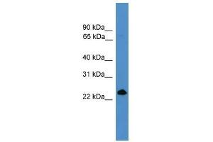 TNFSF4 antibody used at 0.