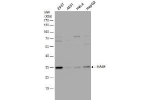 WB Image HAX1 antibody detects HAX1 protein by western blot analysis. (HAX1 anticorps)