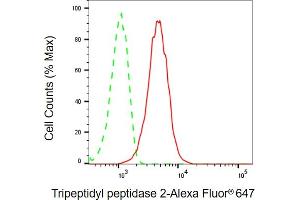 anti-Tripeptidyl Peptidase II (Tpp2) antibody