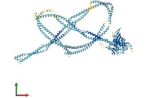 AlphaFold protein structure predicition of Mouse Recombinant Rad50 Protein, UniprotID P70388