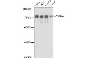 Western blot analysis of extracts of various cell lines, using TXLNA antibody (ABIN7270744) at 1:1000 dilution. (alpha Taxilin anticorps)