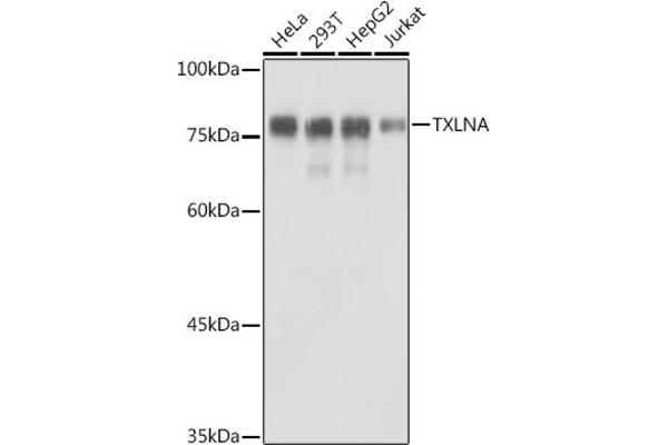 alpha Taxilin anticorps