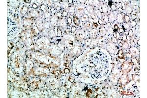 Immunohistochemical analysis of paraffin-embedded human-kidney, antibody was diluted at 1:200 (DLEU7 anticorps  (AA 51-100))