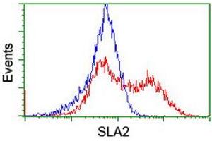 Image no. 4 for anti-Src-like-adaptor 2 (SLA2) antibody (ABIN1500949) (SLAP2 anticorps)