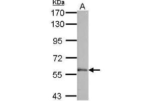 WB Image Sample (50 ug of whole cell lysate) A: mouse brain 7.