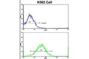 Flow cytometric analysis of K562 cells using TH Antibody (C-term)(bottom histogram) compared to a negative control cell (top histogram). (TH anticorps  (C-Term))