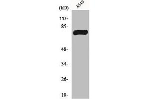 Western Blot analysis of A549 cells using MPP9 Polyclonal Antibody (MPHOSPH9 anticorps  (C-Term))