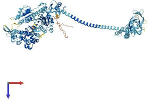 AlphaFold protein structure predicition of Human Recombinant MYO1C Protein, UniprotID O00159