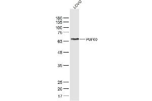 LoVo lysates probed with PUF60 Polyclonal Antibody, Unconjugated  at 1:300 dilution and 4˚C overnight incubation. (PUF60 anticorps  (AA 1-100))