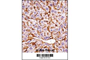 Mouse Eif2ak4 Antibody immunohistochemistry analysis in formalin fixed and paraffin embedded mouse live tissue followed by peroxidase conjugation of the secondary antibody and DAB staining. (GCN2 anticorps  (C-Term))
