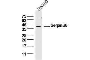 SW480 lysates probed with SerpinB8 Polyclonal Antibody, Unconjugated  at 1:300 dilution and 4˚C overnight incubation. (SERPINB8 anticorps  (AA 121-220))