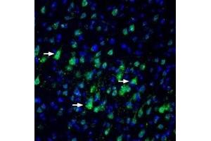 Expression of Nectin-3 in rat parietal cortex - Immunohistochemical staining of perfusion-fixed frozen rat brain sections with Anti-Nectin-3/PVRL3 (extracellular) Antibody (ABIN7043441, ABIN7044696 and ABIN7044697), (1:100), followed by goat anti-rabbit-AlexaFluor-488.