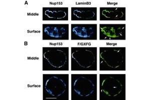 Confocal microscope analysis of Nup153, lamin B3 and F/GXFG nucleoporin distribution in sperm pronuclei. (NUP153 anticorps  (AA 1456-1475))