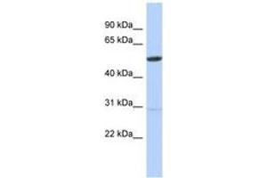 Image no. 1 for anti-Zinc Finger Protein 529 (ZNF529) (AA 104-153) antibody (ABIN6742862) (ZNF529 anticorps  (AA 104-153))