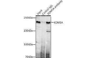 Immunoprecipitation analysis of 300 μg extracts of HeLa cells using 3 μg KDM5A antibody (ABIN7268330). (KDM5A anticorps)