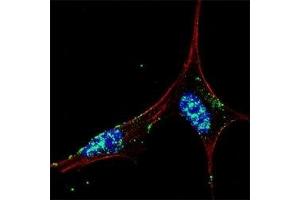 Fluorescent confocal image of SY5Y cells stained with NANOG antibody at 1:50.