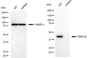 Western blotting analysis using FBXO22 antibody (ABIN7798556). (FBXO22 anticorps)