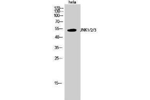 Western Blotting (WB) image for anti-Mitogen-Activated Protein Kinase 8 (MAPK8) (Lys27) antibody (ABIN3175739) (JNK anticorps  (Lys27))