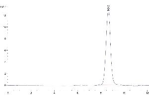 The purity of Human AMHRII is greater than 95 % as determined by SEC-HPLC. (AMHRII (AA 18-144) (Active) Protéine)