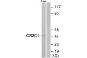 Western blot analysis of extracts from RAW264. (OR2C1 anticorps  (AA 241-290))
