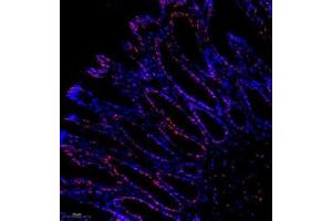 Immunofluorescence analysis of paraffin embedded rat colon using C23 (ABIN7074906) at dilution of 1: 500