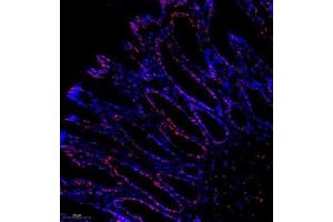 Immunofluorescence analysis of paraffin embedded rat colon using C23 (ABIN7074906) at dilution of 1: 500 (Nucleolin anticorps)