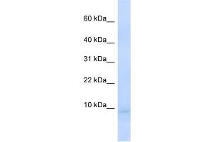 WB Suggested Anti-CEND1 Antibody Titration:  0.