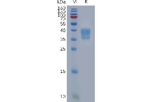 Human F2RL1 Protein, hFc Tag on SDS-PAGE under reducing condition.