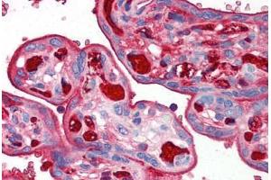 Human Placenta (formalin-fixed, paraffin-embedded) stained with TNFRSF12A antibody ABIN214532 at 2. (TNFRSF12A anticorps)