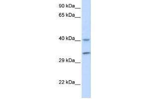 Western Blotting (WB) image for anti-AlkB, Alkylation Repair Homolog 3 (ALKBH3) antibody (ABIN2459903) (ALKBH3 anticorps)