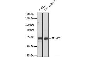 Western blot analysis of extracts of various cell lines using TRIM62 Polyclonal Antibody at dilution of 1:1000. (TRIM62 anticorps)