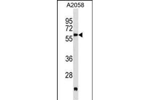 PDK3 Antibody (M1) (ABIN391038 and ABIN2841204) western blot analysis in  cell line lysates (35 μg/lane). (PDK3 anticorps  (N-Term))