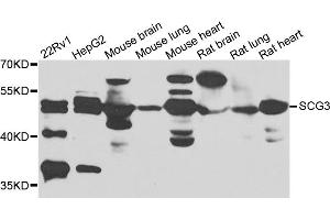 Western blot analysis of extracts of various cell lines, using SCG3 antibody. (SCG3 anticorps)