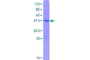 Image no. 1 for GM2 Ganglioside Activator (GM2A) (AA 1-193) protein (GST tag) (ABIN1355279)