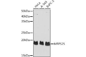 Western blot analysis of extracts of various cell lines, using MRPS25 Rabbit pAb (ABIN6134397, ABIN6144035 and ABIN7101840) at 1:1000 dilution. (MRPS25 anticorps)