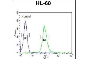 IL2RG Antibody (N-term) (ABIN653403 and ABIN2842858) flow cytometric analysis of HL-60 cells (right histogram) compared to a negative control cell (left histogram). (IL2RG anticorps  (N-Term))